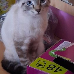 Bella