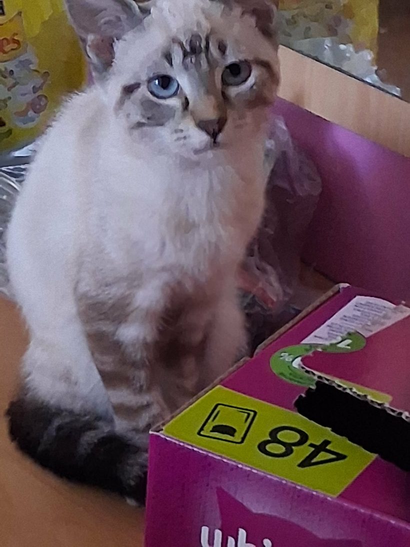 Bella
