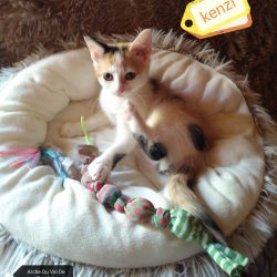 Kenzi