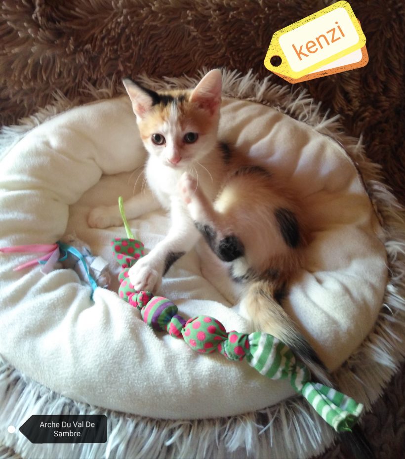 Kenzi